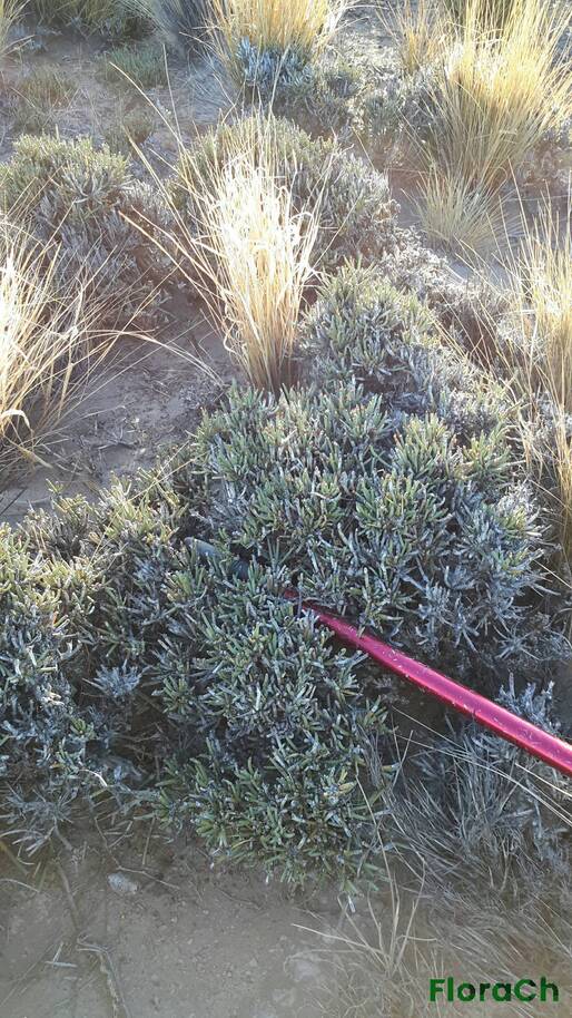 Ephedra chilensis - FloraCh: Tomada el dia 5/01/2016 a las 06:57 en el departamento Gastre