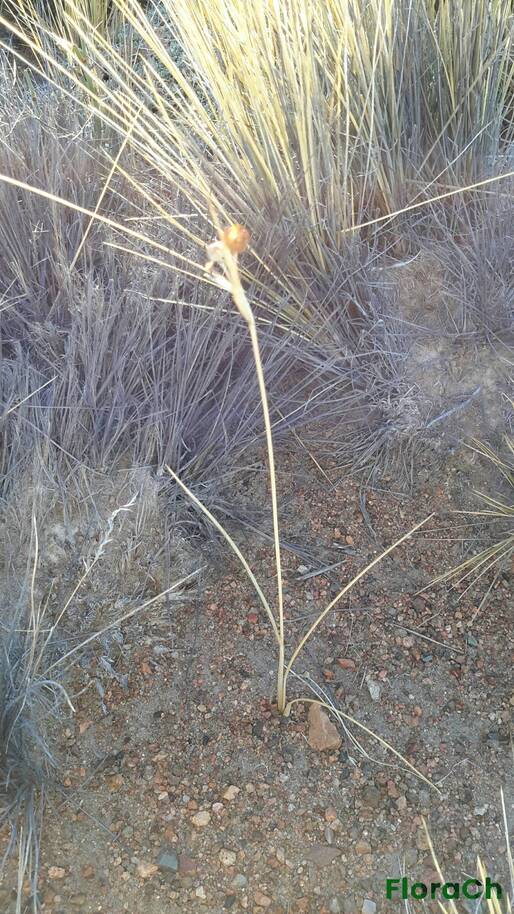Zephyranthes gilliesiana - FloraCh: Tomada el dia 5/01/2016 a las 06:57 en el departamento Gastre