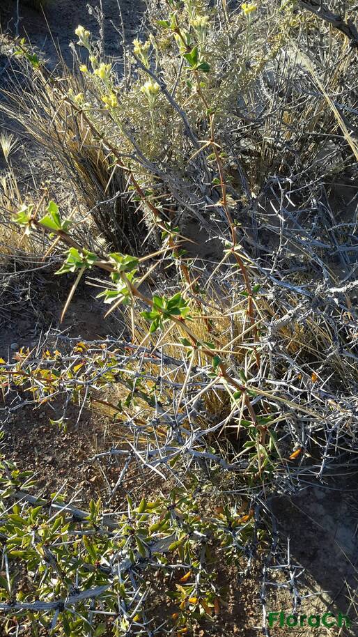 Berberis microphylla - FloraCh: Tomada el dia 5/01/2016 a las 06:57 en el departamento Gastre