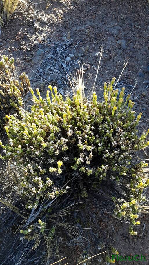 Senecio sp - FloraCh: Tomada el dia 5/01/2016 a las 06:57 en el departamento Gastre