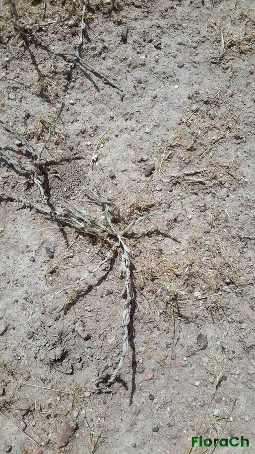 Baccharis tenella - FloraCh: Tomada el dia 7/01/2016 a las 14:02 en el departamento Mártires