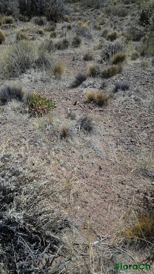 Pappostipa speciosa - FloraCh: Tomada el dia 5/01/2016 a las 12:57 en el departamento Gastre