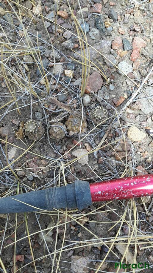 Cactacea sp - FloraCh: Tomada el dia 5/01/2016 a las 14:14 en el departamento Gastre