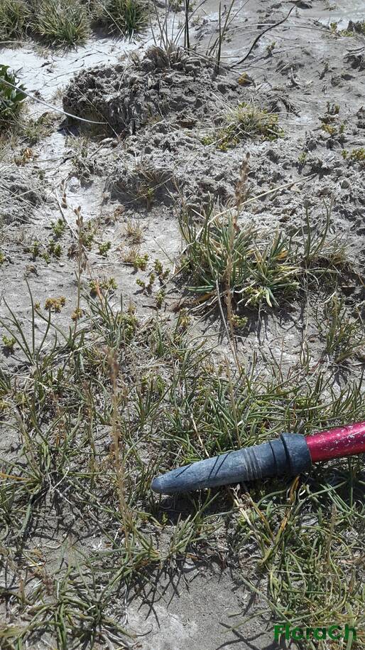 Triglochin concinna - FloraCh: Tomada el dia 5/01/2016 a las 11:37 en el departamento Gastre