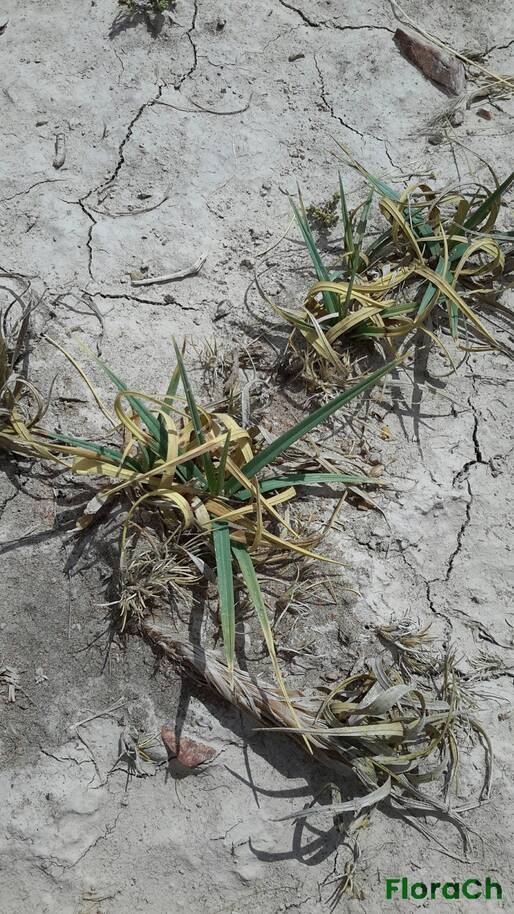 Bromus setifolius - FloraCh: Tomada el dia 5/01/2016 a las 11:37 en el departamento Gastre