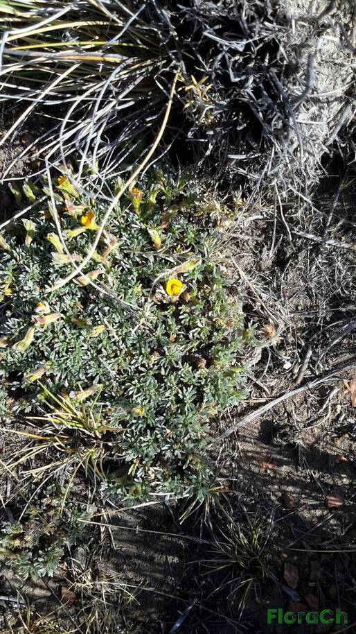 Adesmia ameghinoi - FloraCh: Tomada el dia 5/01/2016 a las 10:10 en el departamento Gastre