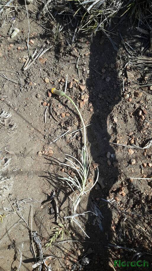 Senecio sericeonitens - FloraCh: Tomada el dia 5/01/2016 a las 10:10 en el departamento Gastre