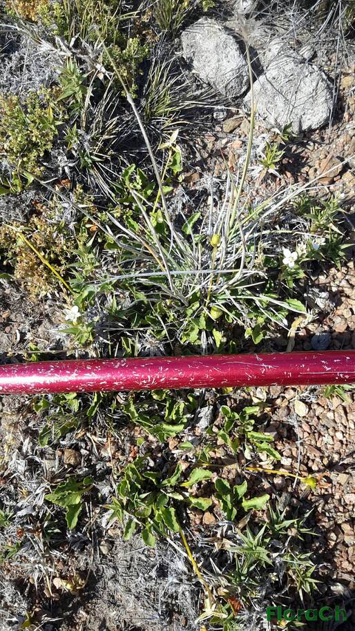 Nassauvia aculeata - FloraCh: Tomada el dia 5/01/2016 a las 10:10 en el departamento Gastre