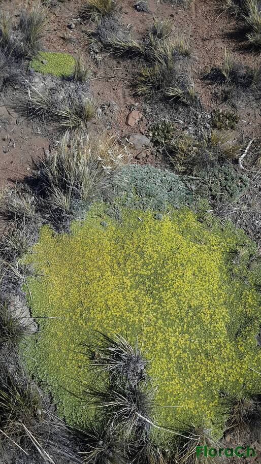 Azorella monantha - FloraCh: Tomada el dia 5/01/2016 a las 10:10 en el departamento Gastre