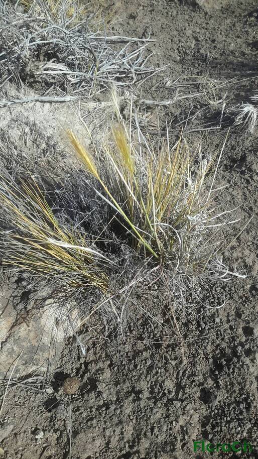 Hordeum comosum - FloraCh: Tomada el dia 5/01/2016 a las 18:21 en el departamento Gastre