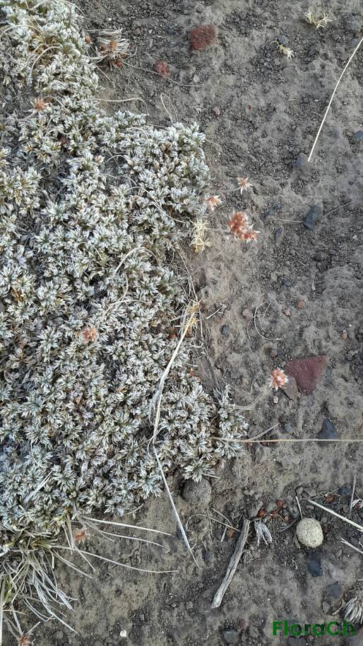 Acaena caespitosa - FloraCh: Tomada el dia 6/01/2016 a las 06:30 en el departamento Gastre