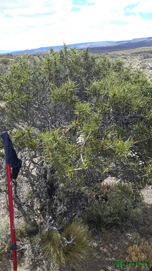 Retanilla patagonica - FloraCh: Tomada el dia 6/01/2016 a las 14:47 en el departamento Gastre