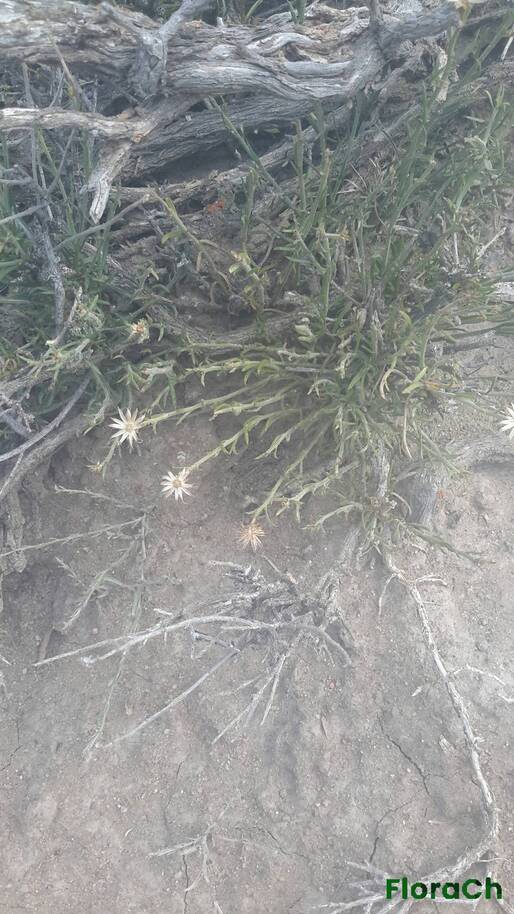 Baccharis darwinii - FloraCh: Tomada el dia 6/01/2016 a las 16:14 en el departamento Gastre