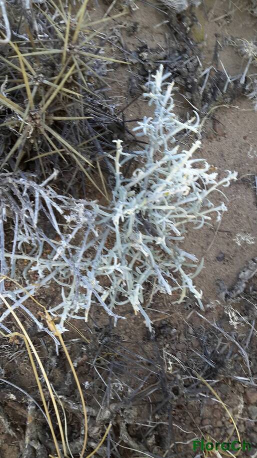 Brachyclados megalanthus - FloraCh: Tomada el dia 3/11/2015 a las 16:27 en el departamento Telsen