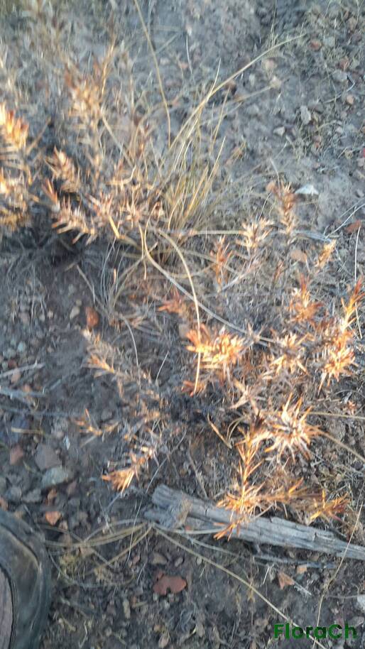 Junellia tonini var mulinoides - FloraCh: Tomada el dia 7/01/2016 a las 06:28 en el departamento Gastre