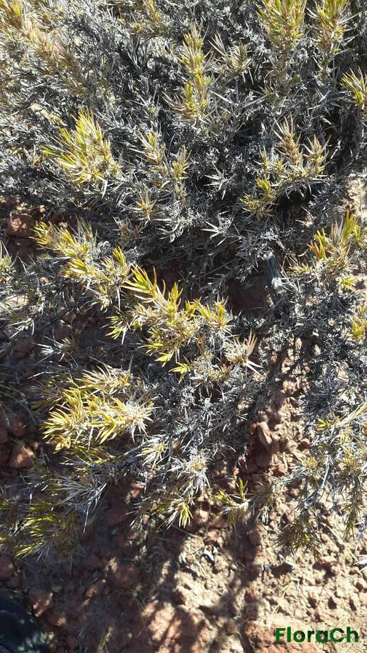 Junellia tonini var tonini - FloraCh: Tomada el dia 7/01/2016 a las 09:04 en el departamento Gastre