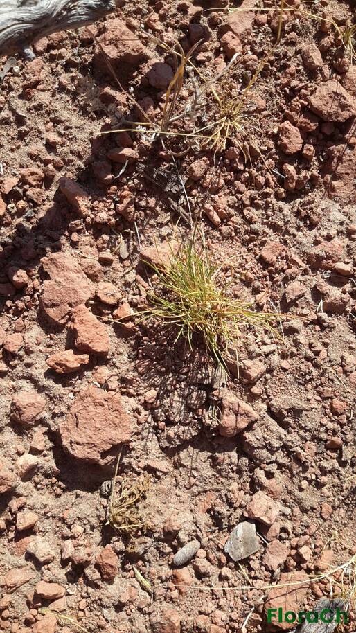 Poa ligularis - FloraCh: Tomada el dia 7/01/2016 a las 09:04 en el departamento Gastre