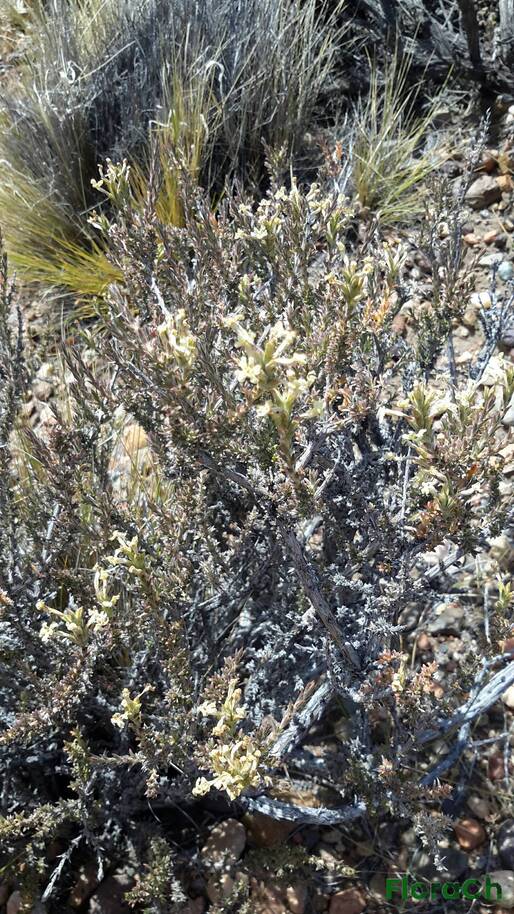 Junellia spissa - FloraCh: Tomada el dia 6/12/2015 a las 12:41 en el departamento Paso de Indios