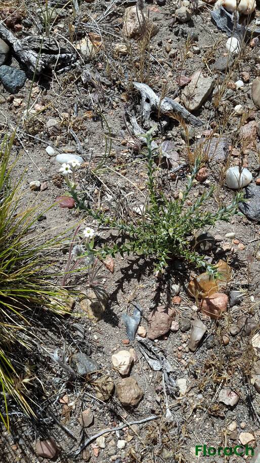 Arjona tuberosa - FloraCh: Tomada el dia 6/12/2015 a las 12:41 en el departamento Paso de Indios
