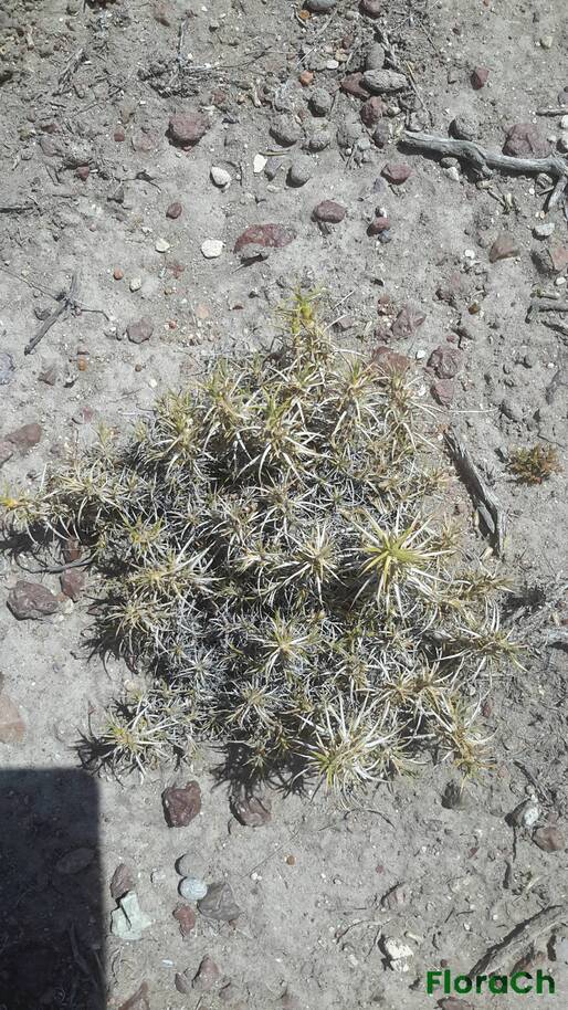 Nassauvia fuegiana - FloraCh: Tomada el dia 3/01/2016 a las 12:51 en el departamento Mártires