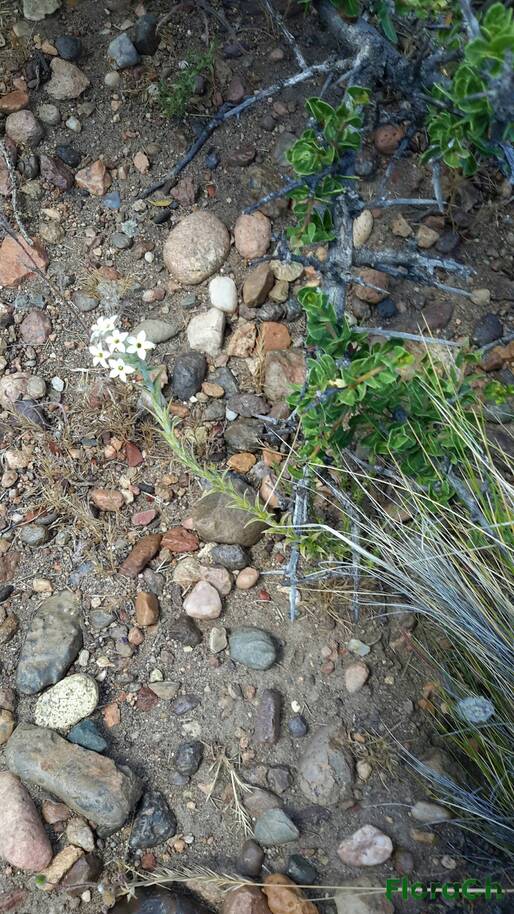 Arjona tuberosa - FloraCh: Tomada el dia 6/12/2015 a las 12:41 en el departamento Paso de Indios