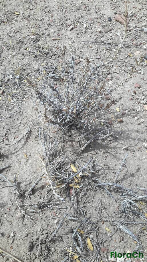 Junellia tonini var tonini - FloraCh: Tomada el dia 3/01/2016 a las 12:51 en el departamento Mártires