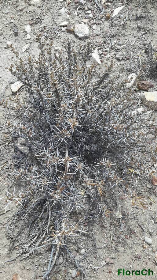 Junellia tonini var tonini - FloraCh: Tomada el dia 3/01/2016 a las 12:51 en el departamento Mártires