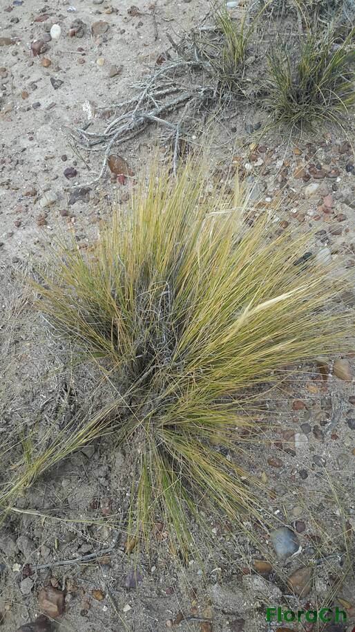 Pappostipa speciosa - FloraCh: Tomada el dia 3/01/2016 a las 15:29 en el departamento Mártires