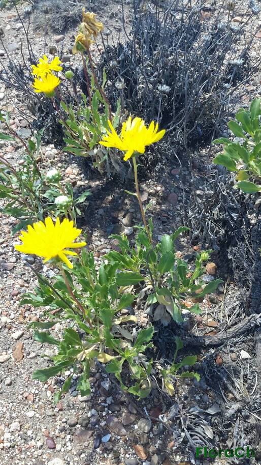 Grindelia patagonica - FloraCh: Tomada el dia 6/12/2015 a las 14:16 en el departamento Paso de Indios