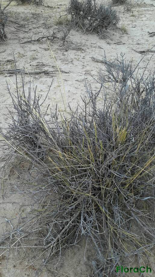 Festuca pallescens - FloraCh: Tomada el dia 3/01/2016 a las 18:48 en el departamento Mártires