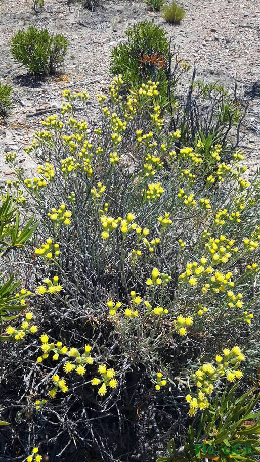 Senecio bracteolatus - FloraCh: Tomada el dia 6/12/2015 a las 14:16 en el departamento Paso de Indios