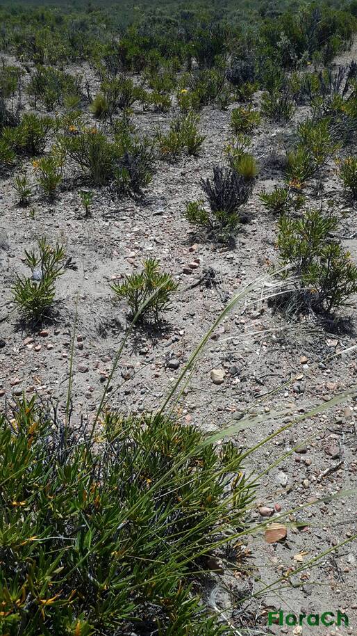 Jarava neaei - FloraCh: Tomada el dia 6/12/2015 a las 14:16 en el departamento Paso de Indios