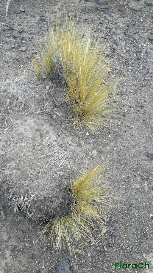 Pappostipa speciosa - FloraCh: Tomada el dia 4/01/2016 a las 07:42 en el departamento Mártires