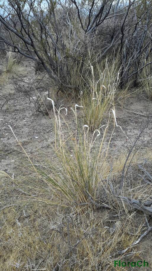 Poa ligularis - FloraCh: Tomada el dia 3/01/2016 a las 19:46 en el departamento Mártires