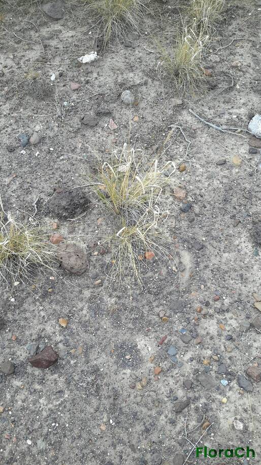 Poa ligularis - FloraCh: Tomada el dia 3/01/2016 a las 19:46 en el departamento Mártires