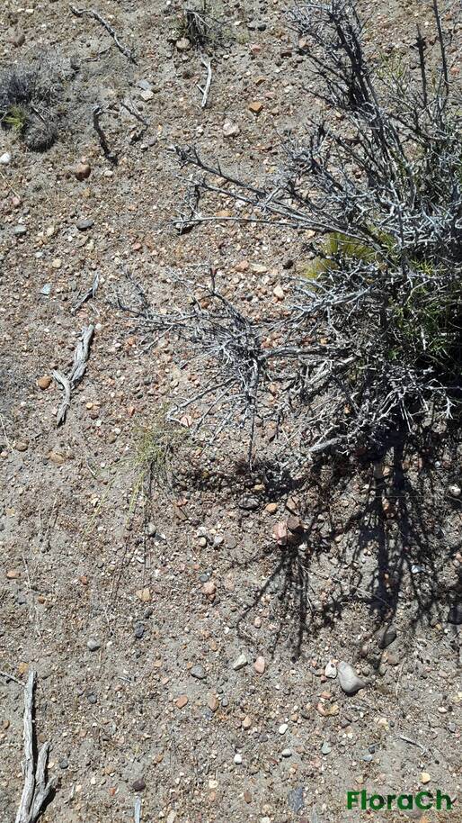 Poa lanuginosa - FloraCh: Tomada el dia 6/12/2015 a las 14:16 en el departamento Paso de Indios
