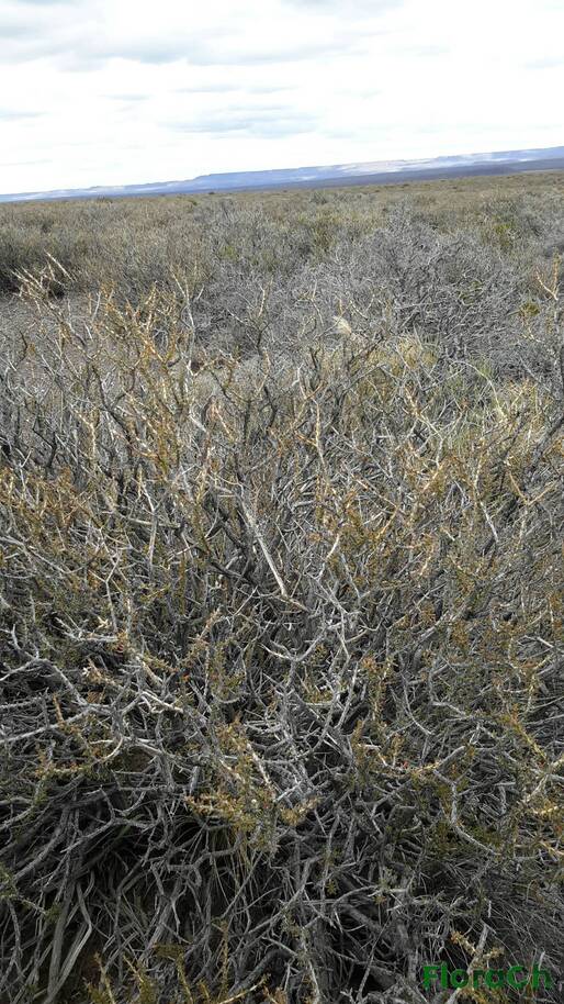 Mulguraea tetragonocalyx - FloraCh: Tomada el dia 4/01/2016 a las 12:17 en el departamento Telsen