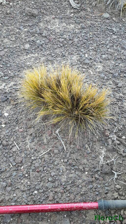 Pappostipa humilis - FloraCh: Tomada el dia 4/01/2016 a las 12:17 en el departamento Telsen
