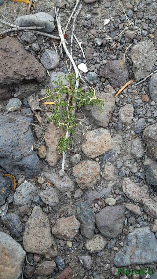Adesmia volckmannii - FloraCh: Tomada el dia 4/01/2016 a las 13:33 en el departamento Telsen