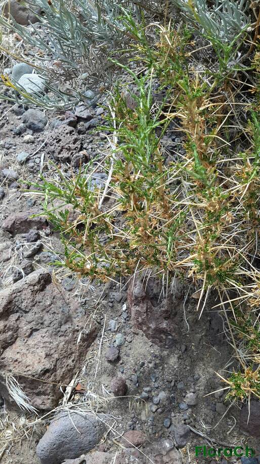 Tetraglochin alata - FloraCh: Tomada el dia 4/01/2016 a las 13:33 en el departamento Telsen