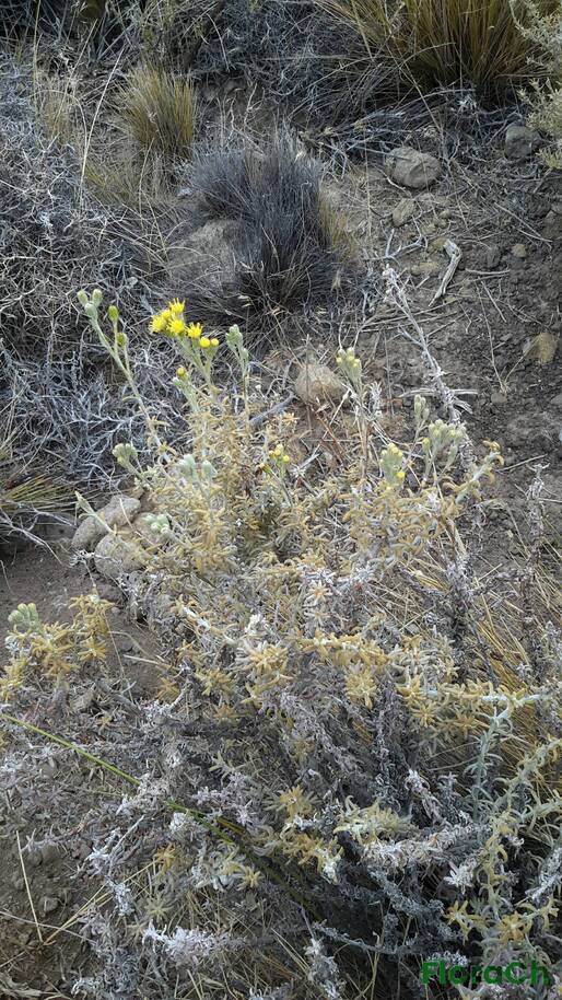 Senecio sp - FloraCh: Tomada el dia 4/01/2016 a las 16:03 en el departamento Telsen