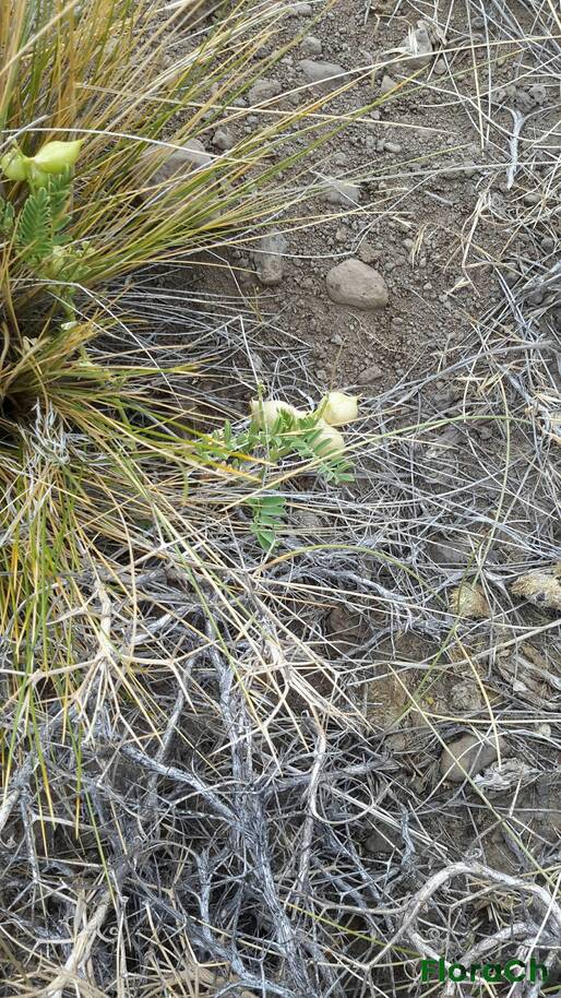 Astragalus pehuenches - FloraCh: Tomada el dia 4/01/2016 a las 16:03 en el departamento Telsen