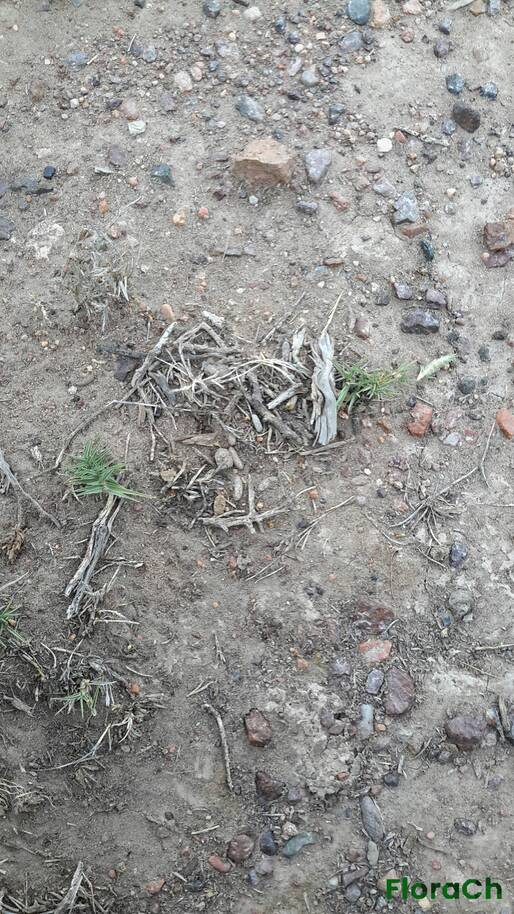 Distichlis scoparia - FloraCh: Tomada el dia 4/01/2016 a las 18:21 en el departamento Telsen
