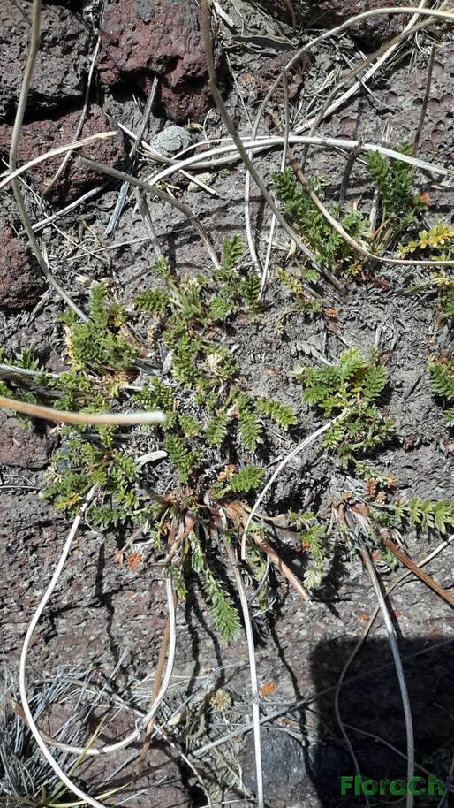 Acaena platyacantha - FloraCh: Tomada el dia 4/01/2016 a las 14:44 en el departamento Telsen