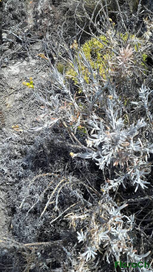 Senecio patagonicus - FloraCh: Tomada el dia 4/01/2016 a las 14:44 en el departamento Telsen