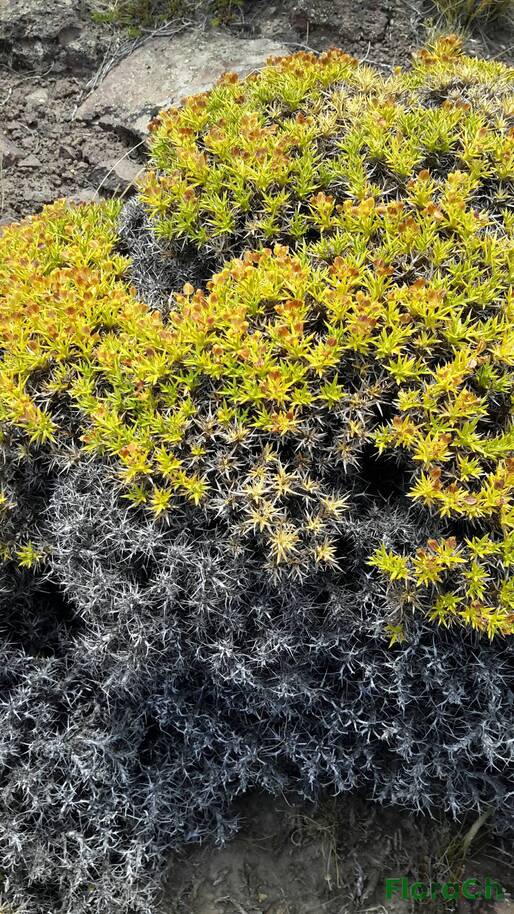 Azorella sp - FloraCh: Tomada el dia 4/01/2016 a las 14:44 en el departamento Telsen