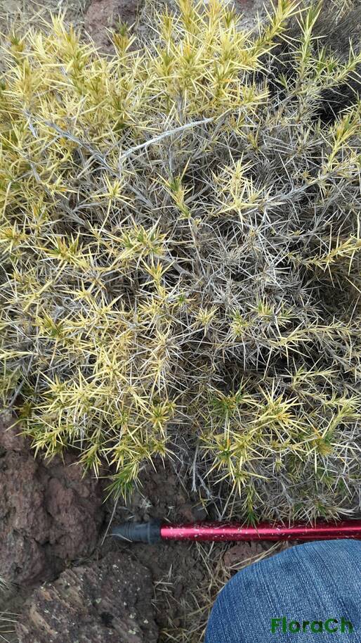 Chuquiraga erinacea - FloraCh: Tomada el dia 4/01/2016 a las 14:44 en el departamento Telsen