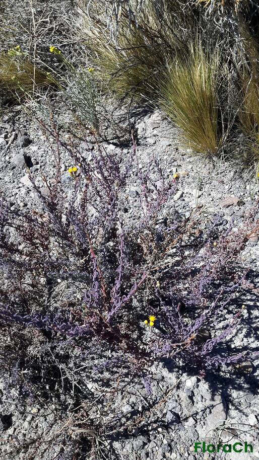 Senecio bracteolatus - FloraCh: Tomada el dia 5/01/2016 a las 11:54 en el departamento Telsen
