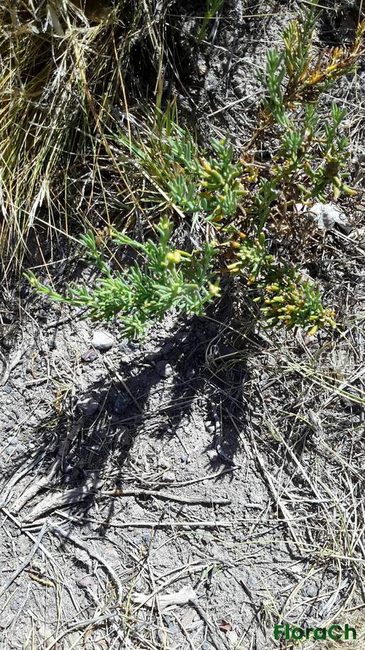 Senecio sp - FloraCh: Tomada el dia 5/01/2016 a las 11:54 en el departamento Telsen
