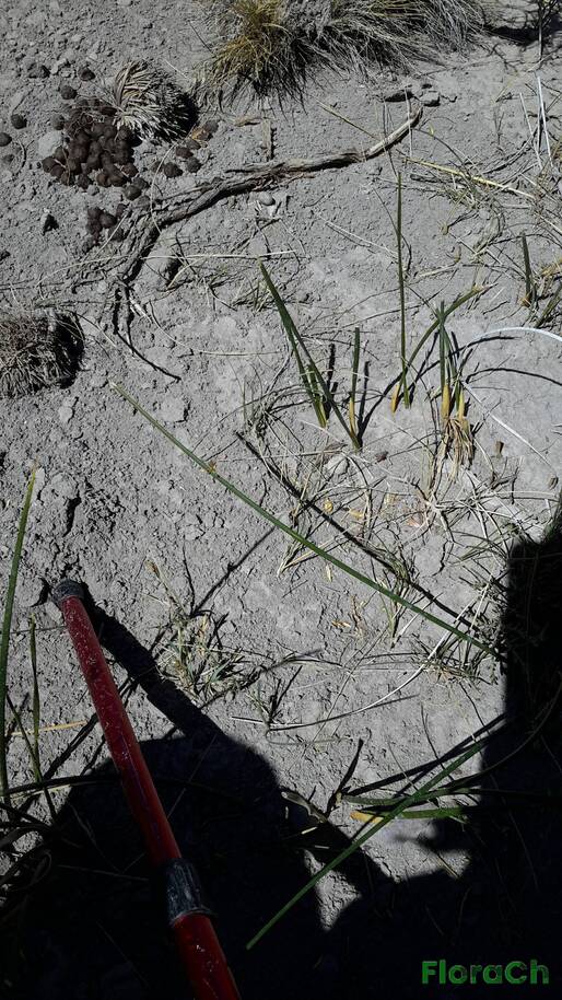 Juncus balticus - FloraCh: Tomada el dia 5/01/2016 a las 11:54 en el departamento Telsen